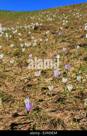 Krokus (Crocus Vernus) Blumen Seiser Alm / Alpe di Siusi Stockfoto