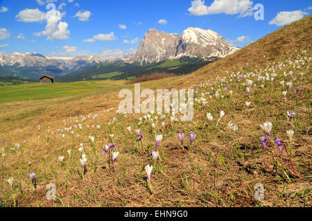 Krokus (Crocus Vernus) Blumen Seiser Alm / Alpe di Siusi Stockfoto