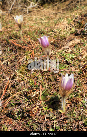 Frühlings-Kuhschelle (Pulsatilla Vernalis) Stockfoto