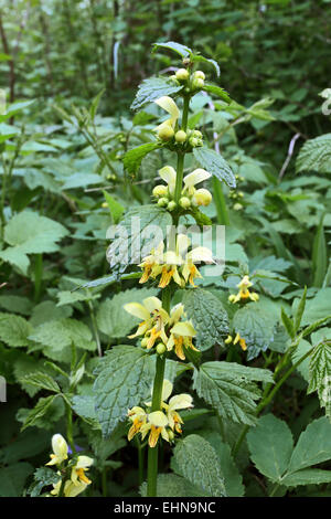 Lamium Galeobdolon, gelbe Erzengel Stockfoto