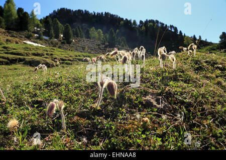 Frühlings-Kuhschelle (Pulsatilla Vernalis), Seiser Alm / Alpe di Siusi Stockfoto