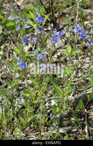 Gamander-Ehrenpreis, Veronica chamaedrys Stockfoto