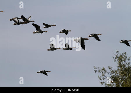 Graugans Anser Anser, im Flug Stockfoto