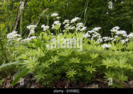 Galium Odoratum Waldmeister Stockfoto