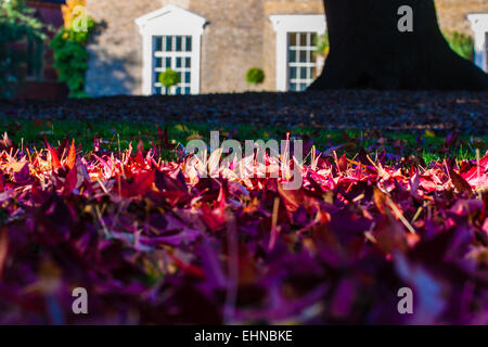 Blätter im Herbst Stockfoto