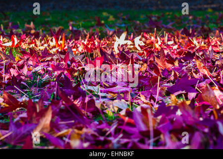 Blätter im Herbst Stockfoto