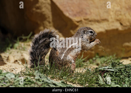 Kap-Borstenhörnchen, Xerus inauris Stockfoto