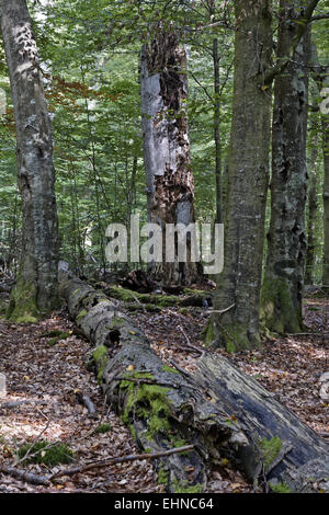 Toter Mann Holz Stockfoto