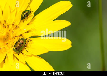 Randzone Fühler Stockfoto