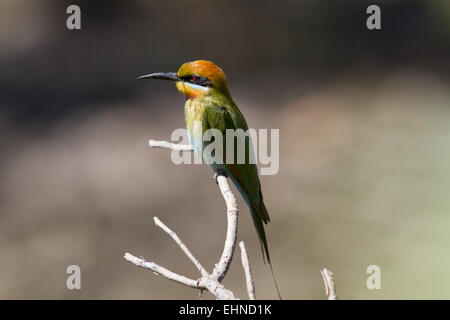 Regenbogen-Bienenfresser Stockfoto