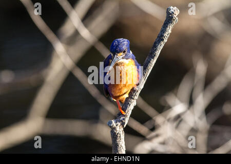 Azure Eisvogel Stockfoto