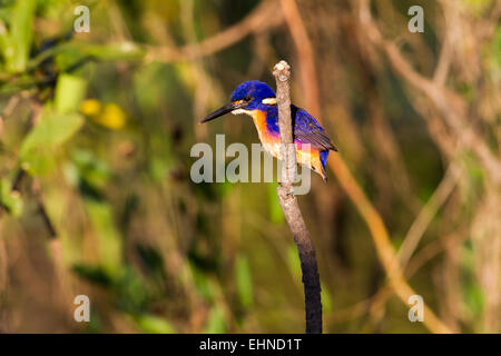 Azure Eisvogel Stockfoto