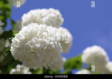 Schneeball Stockfoto