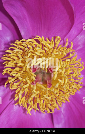 Hagebutte-Blüte Stockfoto