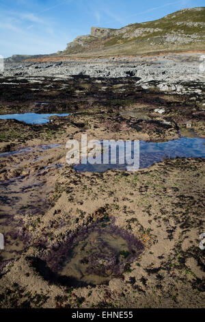 Fels-Pools ausgesetzt auf einer niedrigen Springflut am Oxwich Head auf der Gower Halbinsel South Wales UK Stockfoto