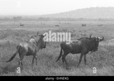 Zwei blaue Gnus, Connochaetes Taurinus, Wandern in der Savanne im Ngorongoro Conservation Area, Tansania. Schwarz / weiß Stockfoto