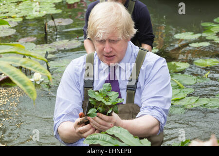 London, UK. 16. März 2015. Bürgermeister von London Boris Johnson setzt auf Wathosen und Joins Kew Gärtner Carlos Magdalena, Lehrlinge und Diplomanden im Teich junge Victoria Amazonica Seerosen, bunte Hybrid Seerosen, Pflanzen in Princess of Wales Conservatory in den Royal Botanic Gardens, Kew. Stockfoto