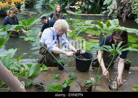 London, UK. 16. März 2015. Bürgermeister von London Boris Johnson setzt auf Wathosen und Joins Kew Gärtner Carlos Magdalena, Lehrlinge und Diplomanden im Teich junge Victoria Amazonica Seerosen, bunte Hybrid Seerosen, Pflanzen in Princess of Wales Conservatory in den Royal Botanic Gardens, Kew. Stockfoto