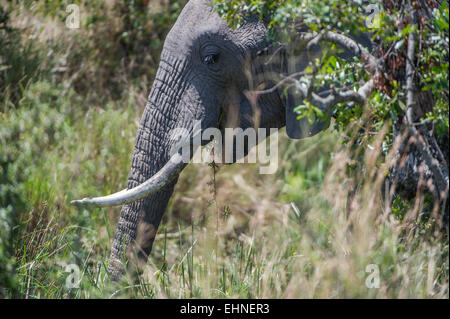 Afrikanischer Elefant, Elephant, Loxodonta Africana, Stockfoto