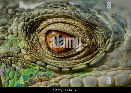 Makro eines fantastischen grüner Leguan-Kopf Stockfoto