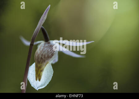 Calypso Orchidee (Calypso Bullosa), Lappland, Schweden Stockfoto