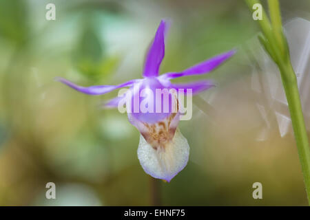 Calypso Orchidee (Calypso Bullosa), Lappland, Schweden Stockfoto