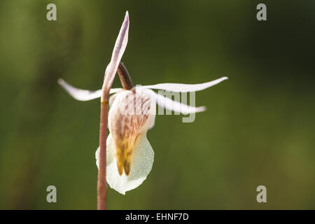 Calypso Orchidee (Calypso Bullosa), Lappland, Schweden Stockfoto