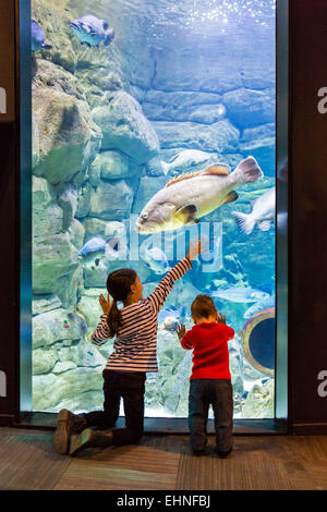 Kinder, die Fische in einem Aquarium beobachten. Stockfoto