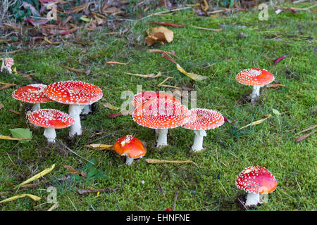 Fliegenpilz Pilz / Pilz. Amanita Muscaria. Stockfoto