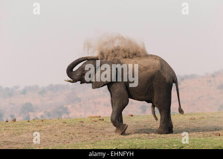 Elefanten Baden auf dem Chobe Fluss sand Stockfoto