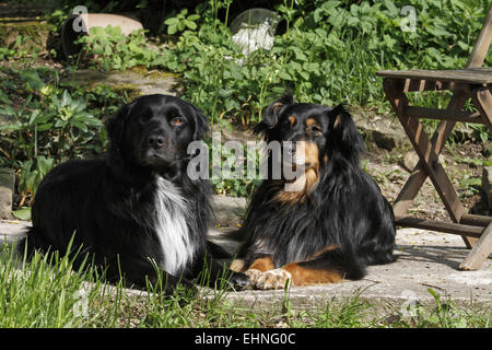 Hunde im Garten Stockfoto