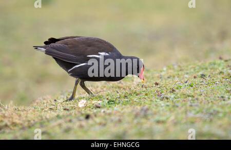 Moorhen Gallinula Chloropus Fütterung unter nassen Rasen Stockfoto