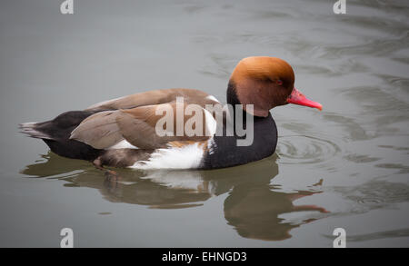 Rot Crested Tafelenten männlichen Netta Rufina schwimmen an Slimbridge UK Stockfoto