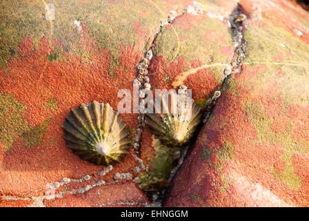 Napfschnecken (Patella Vulgata) auf einem Felsen am Meer Stockfoto