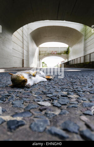 Graue Eichhörnchen liegt tot auf der Straße Stockfoto