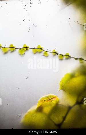 Efeu an der Wand. Stockfoto