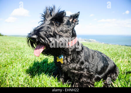 Weibliche Scottish Terrier Hund sitzen auf Rasen Stockfoto