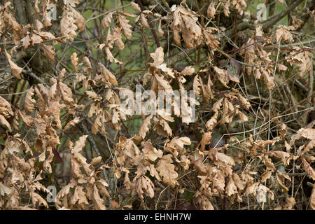 Trockene Eiche Blätter auf einer Hecke. Stockfoto