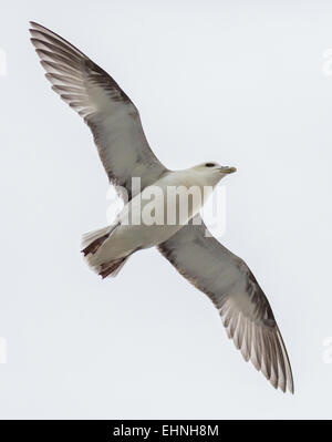 Nördlichen Fulmar Fulmarus Cyclopoida im Flug entlang der Klippen von Nash Point auf der Glamorgan Küste von South Wales UK Stockfoto