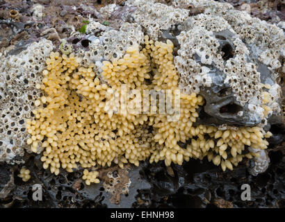 Gemeinsamen Hund Wellhornschnecke Nucella Lapilli Eiern neben Seepocken auf Felsen eine Ebbe auf der Gower Halbinsel South Wales Stockfoto