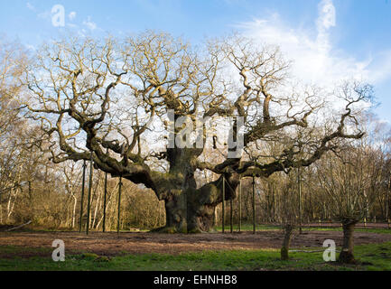 Alten Baum die Major Oak im Sherwood Forest Nottinghamshire in der Nähe von Edwinstowe hat Assoziationen mit der Robin-Hood-Legende Stockfoto