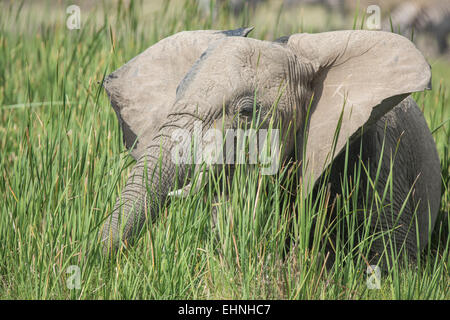 Afrikanischer Elefant, Elephant, Loxodonta Africana, Stockfoto