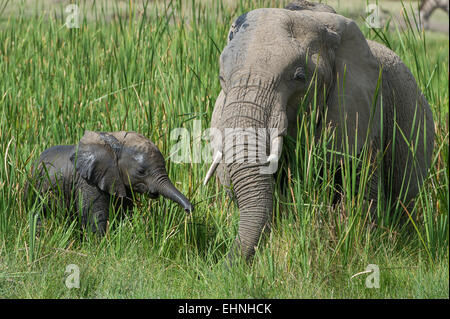 Afrikanischer Elefant, Elephant, Loxodonta Africana, weiblich und Cub, Stockfoto