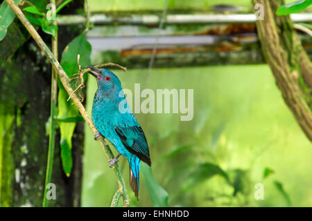 Weibliche asiatische Märchen-Bluebird mit einem Zweig in ihrem Schnabel ein Nest vorbereiten Stockfoto