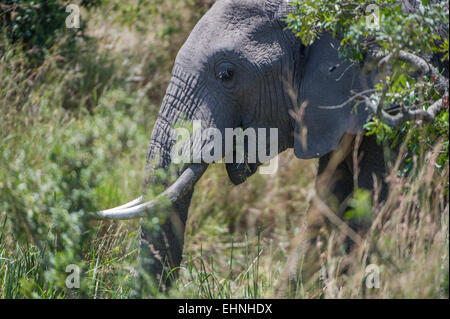 Afrikanischer Elefant, Elephant, Loxodonta Africana, Stockfoto