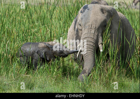 Afrikanischer Elefant, Elephant, Loxodonta Africana, weiblich und Cub, Stockfoto