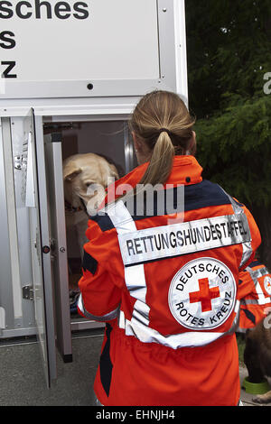 Rettungshunde Stockfoto