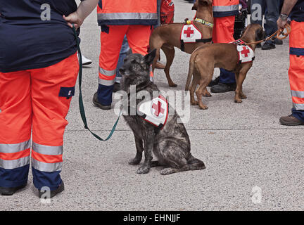 Rettungshunde Stockfoto