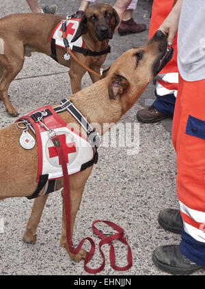 Rettungshunde Stockfoto