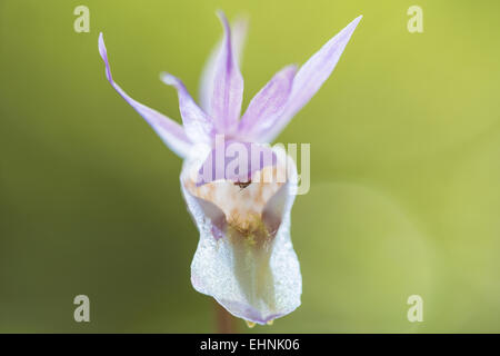 Calypso Orchidee (Calypso Bullosa), Lappland, Schweden Stockfoto